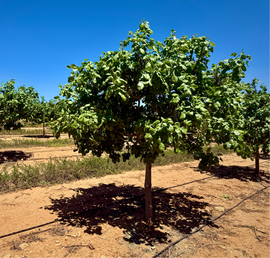 pistacho con 4 años